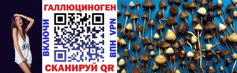 MEGA как войти Шенкурск Галлюциногенные грибы Psilocybe